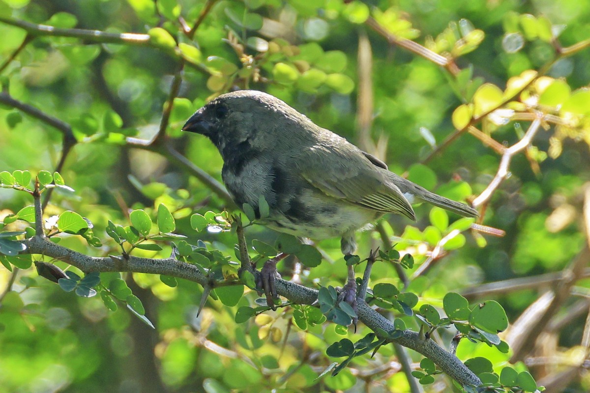 Black-faced Grassquit - ML616267840