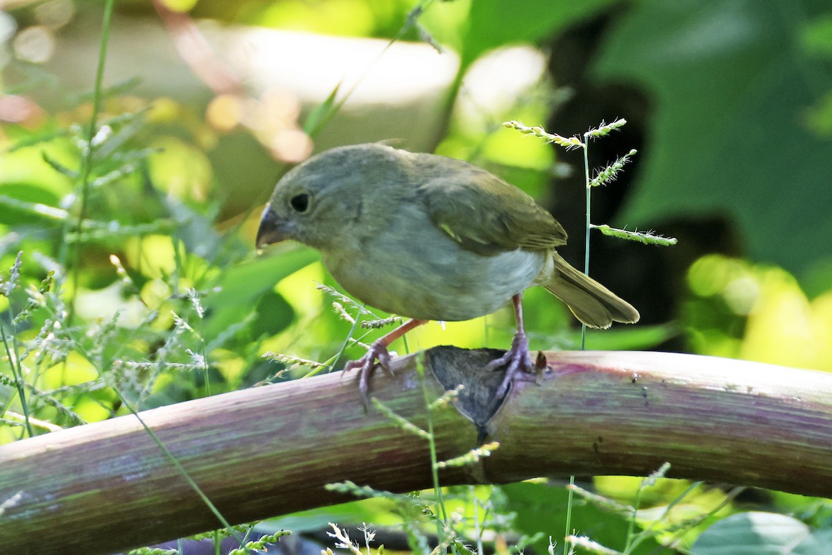 Black-faced Grassquit - ML616267841