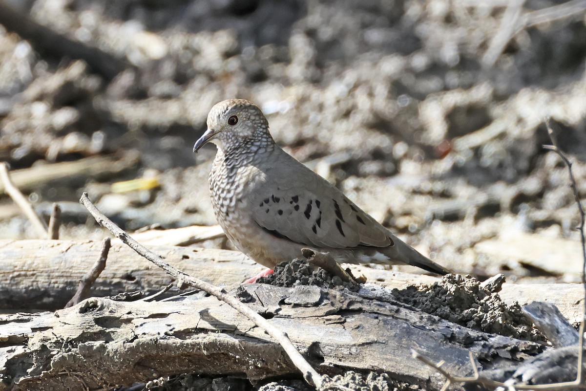 Common Ground Dove - ML616267846