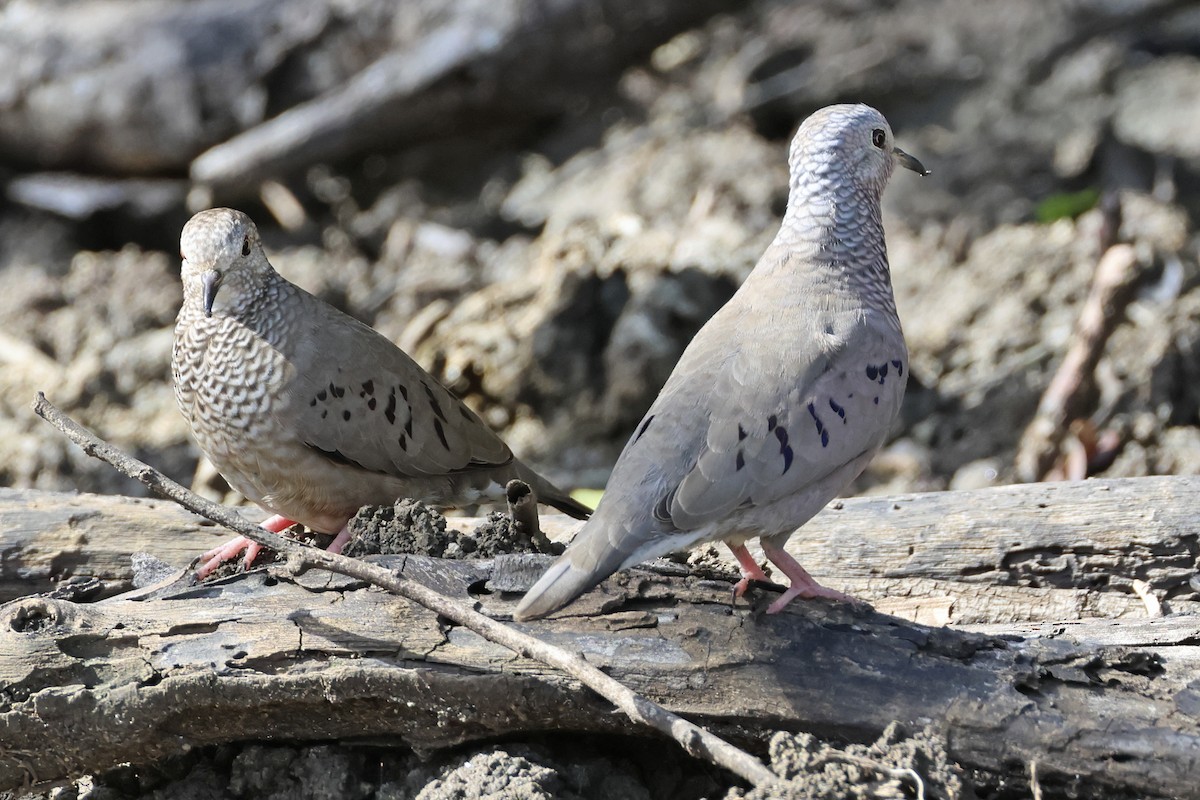 Common Ground Dove - ML616267847