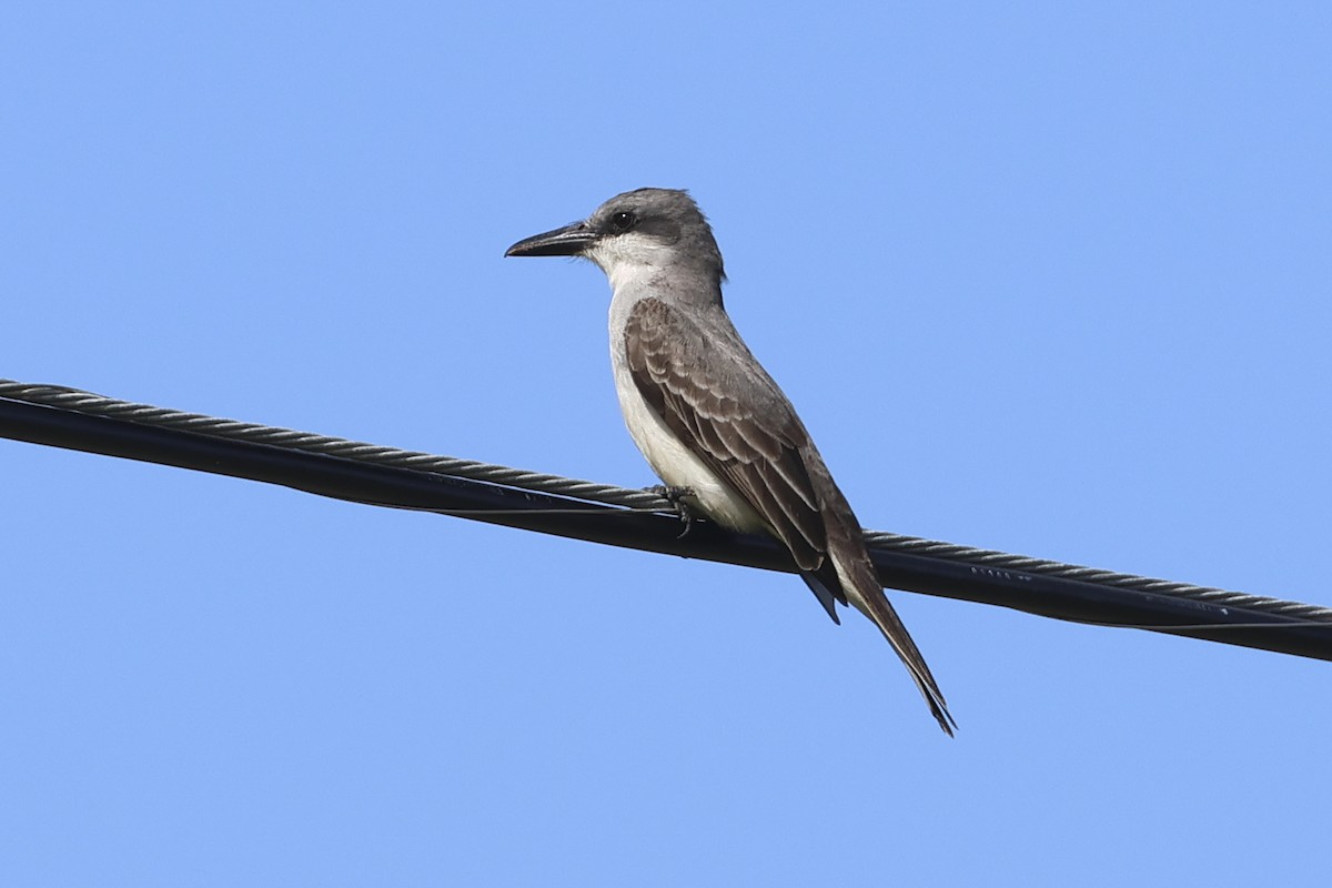 Gray Kingbird - ML616267855