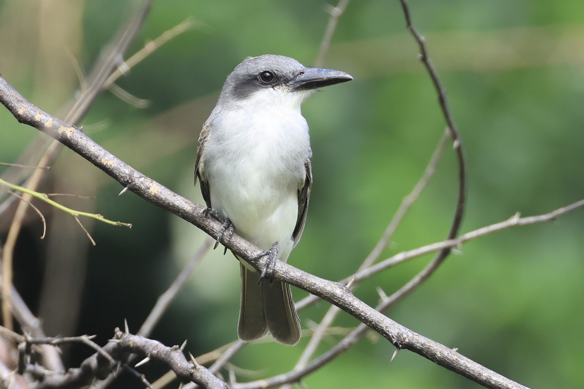 Gray Kingbird - ML616267857