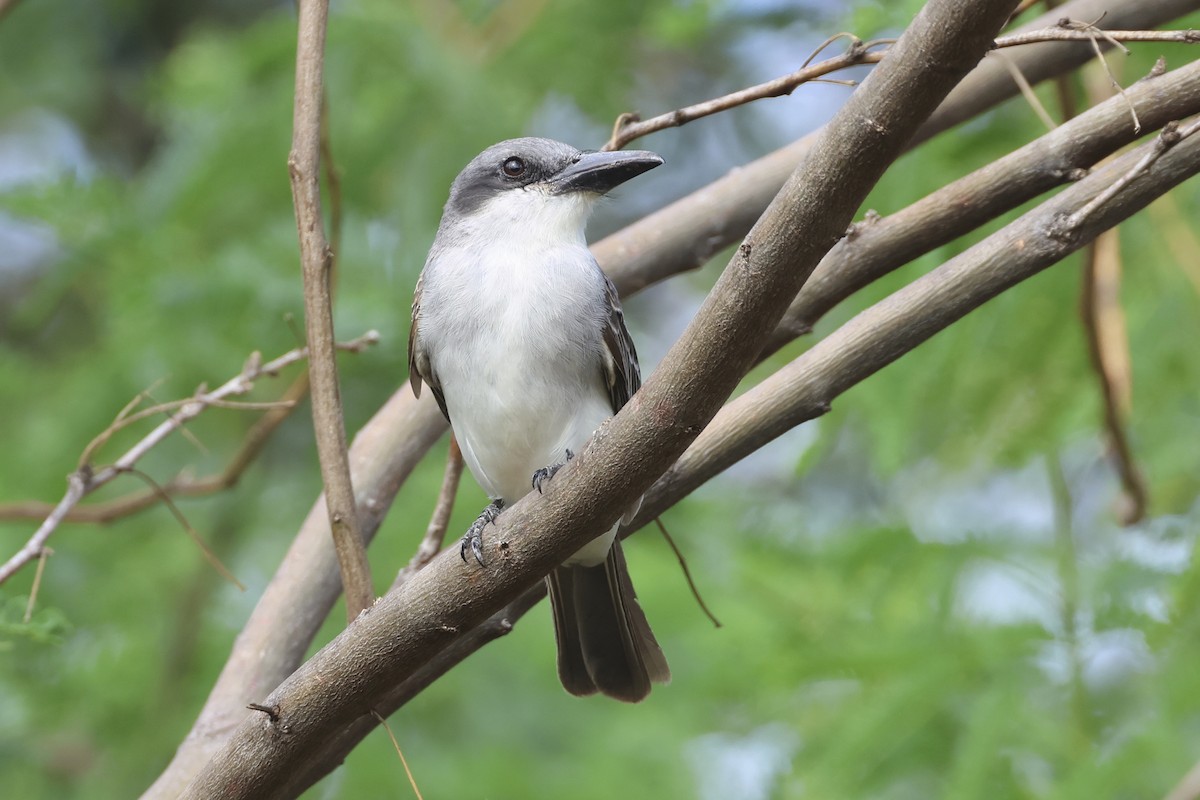 Gray Kingbird - ML616267858