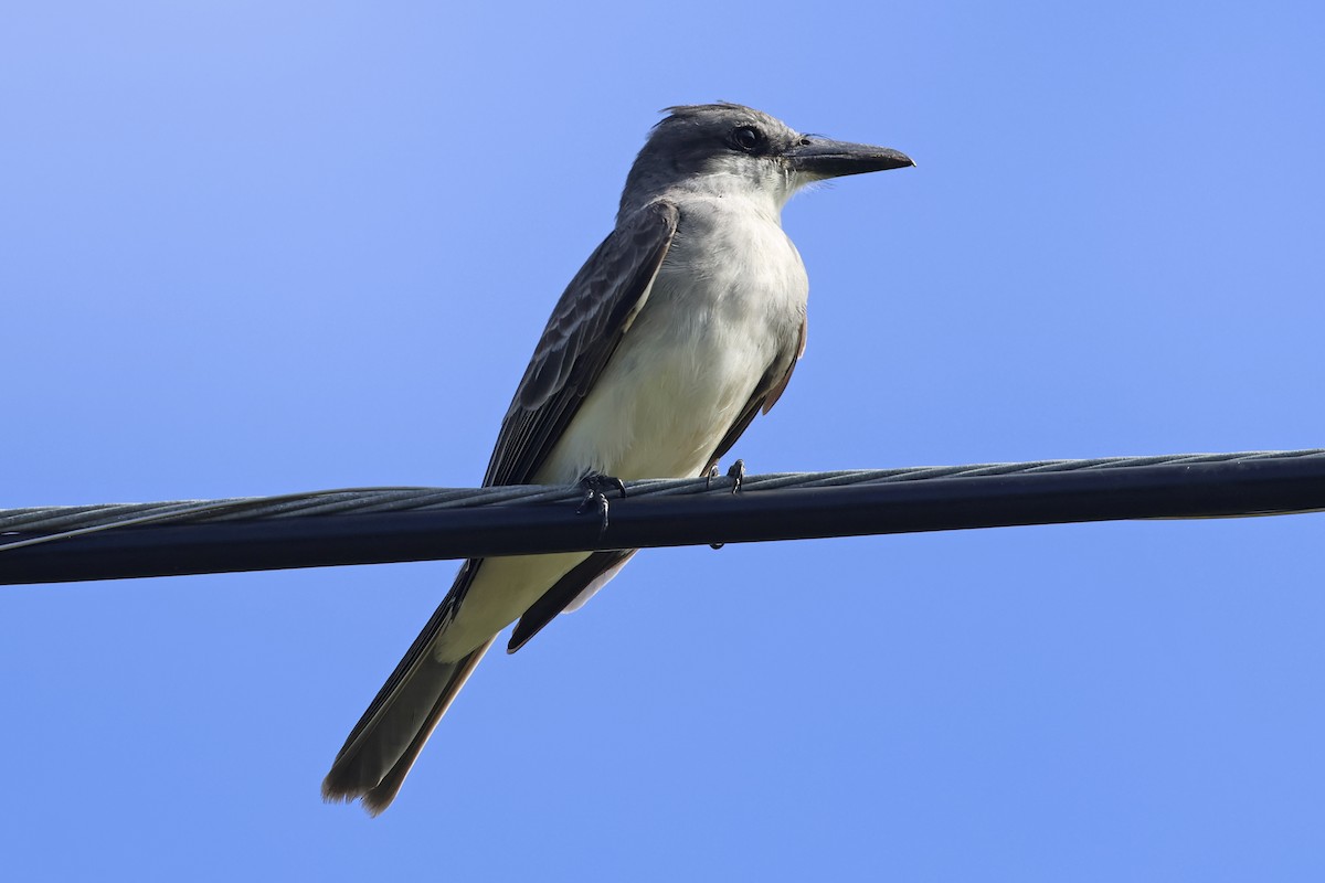 Gray Kingbird - ML616267859