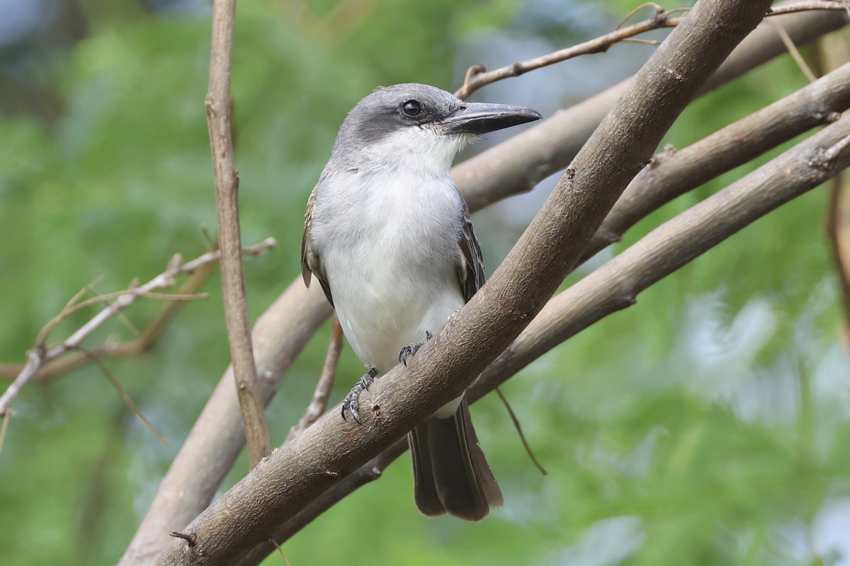 Gray Kingbird - ML616267860