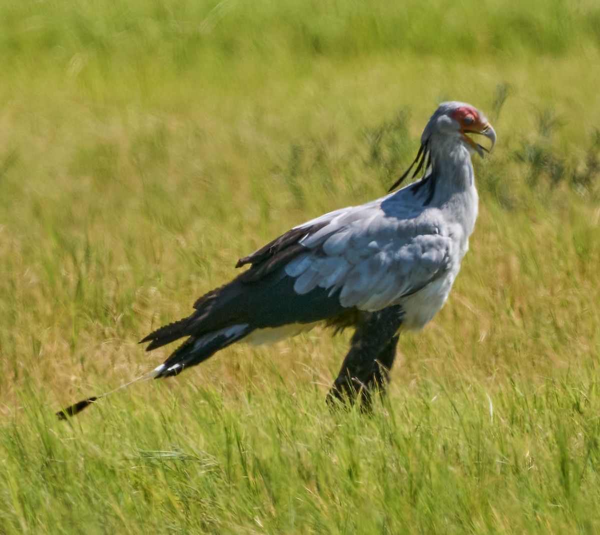 Secretarybird - Steven Cheong