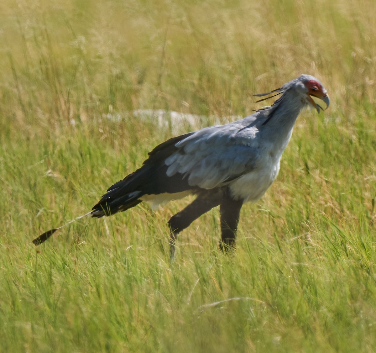 Secretarybird - Steven Cheong