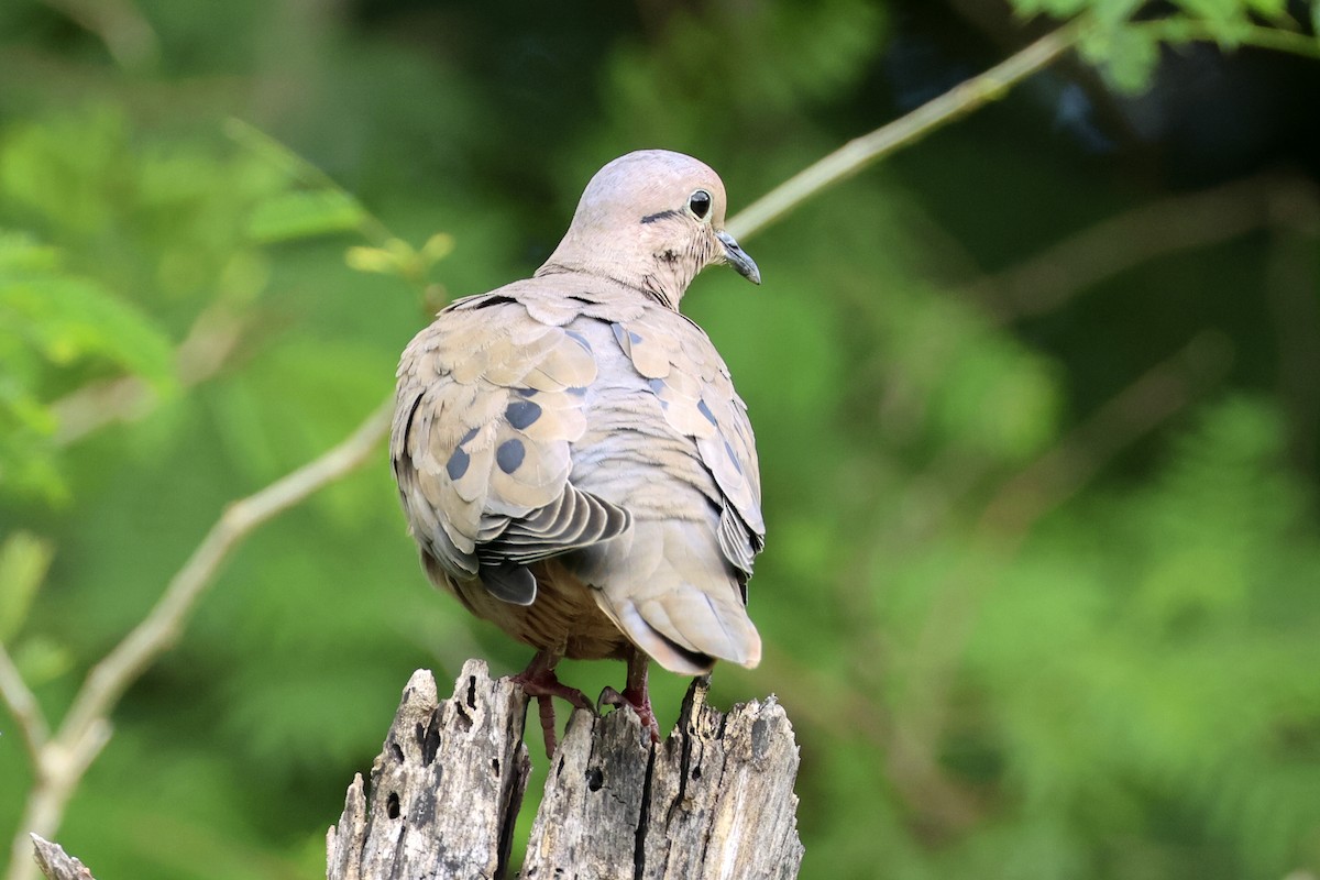 Eared Dove - ML616267870