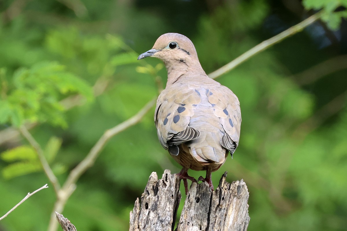 Eared Dove - ML616267871