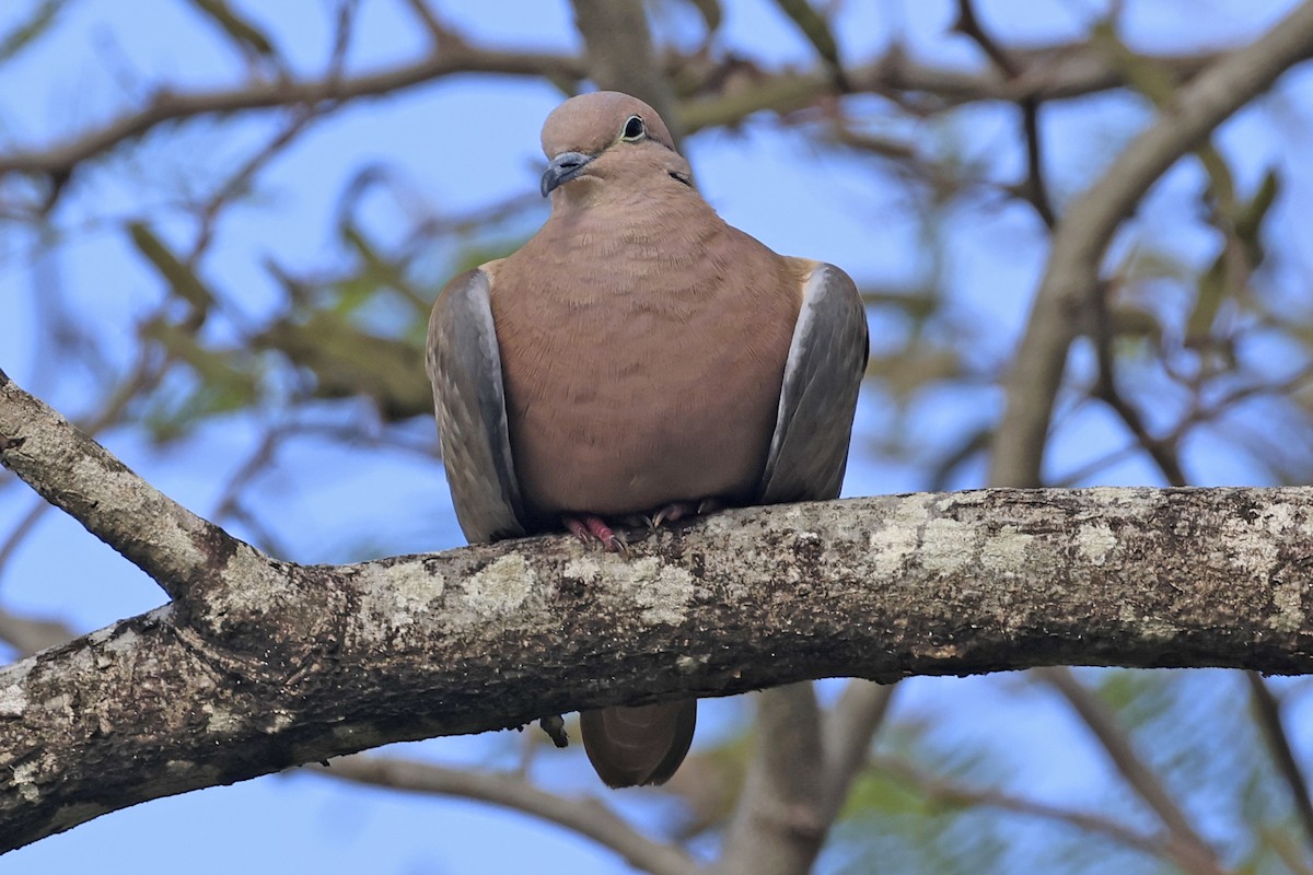 Eared Dove - ML616267884