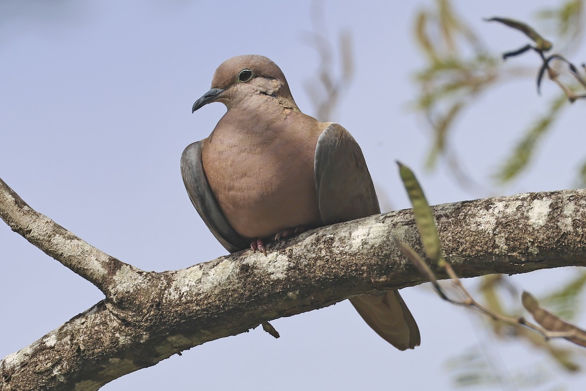 Eared Dove - ML616267885