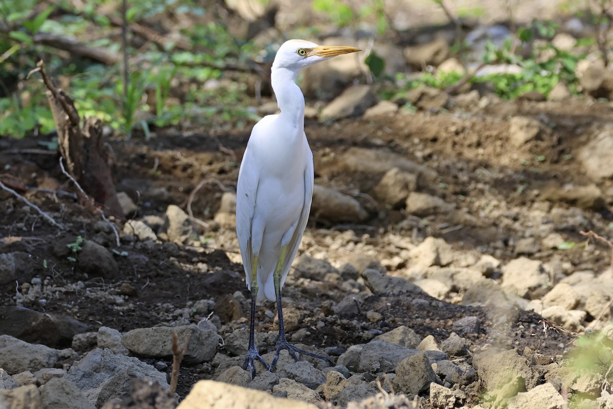 Western Cattle-Egret - ML616267895