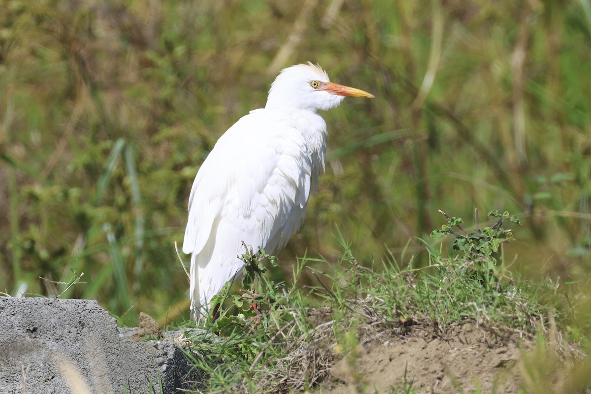 Western Cattle Egret - ML616267896