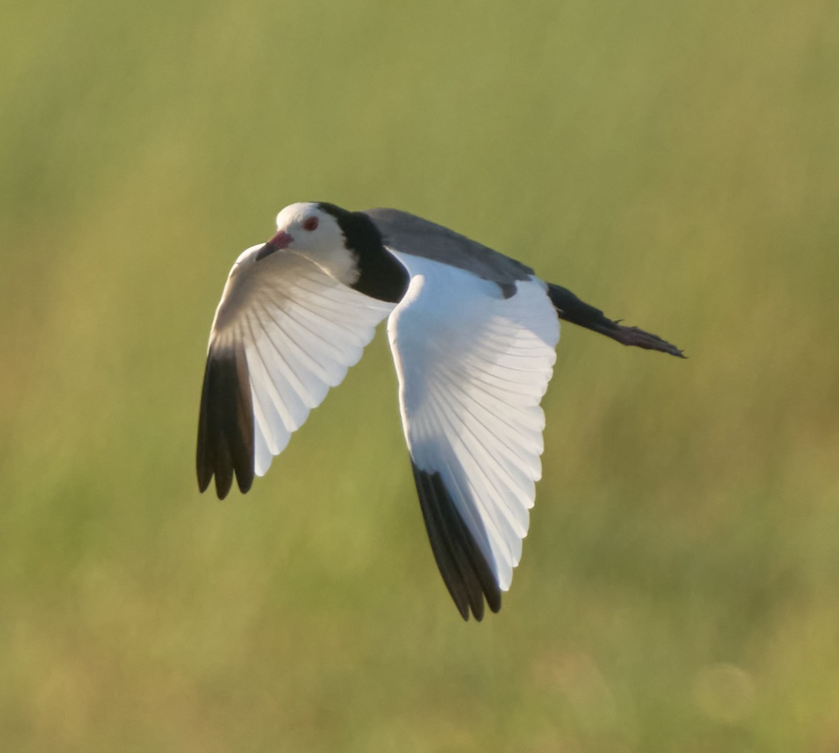 Long-toed Lapwing - ML616267906