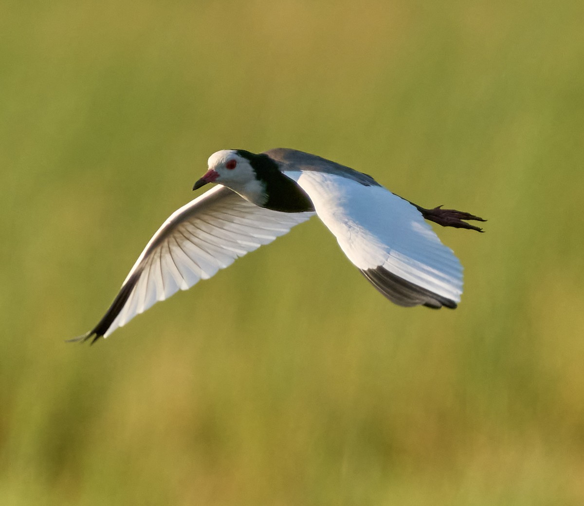 Long-toed Lapwing - Steven Cheong