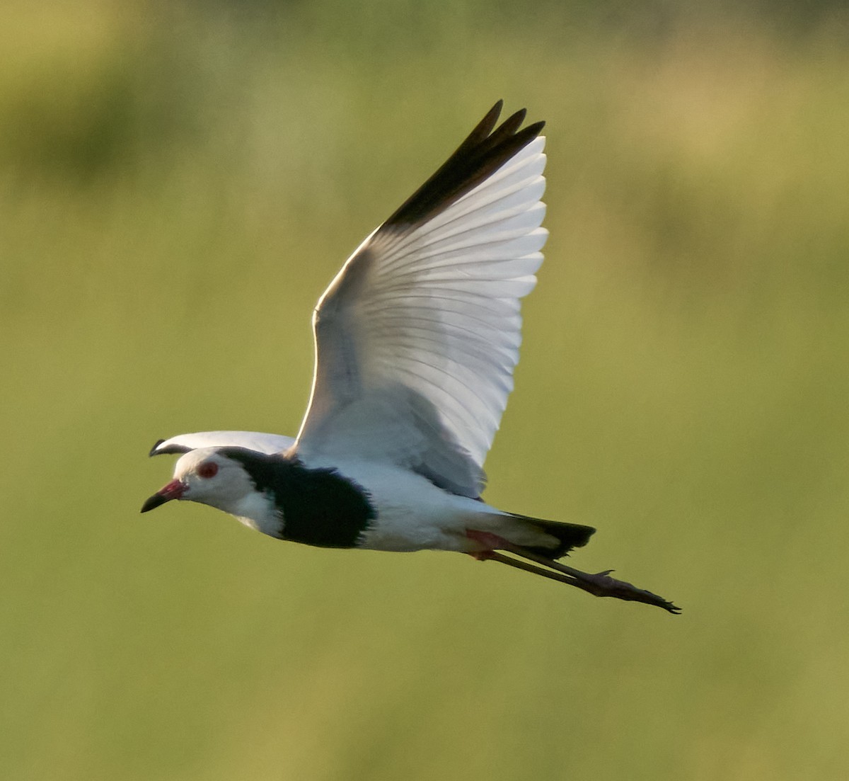 Vanneau à ailes blanches - ML616267908