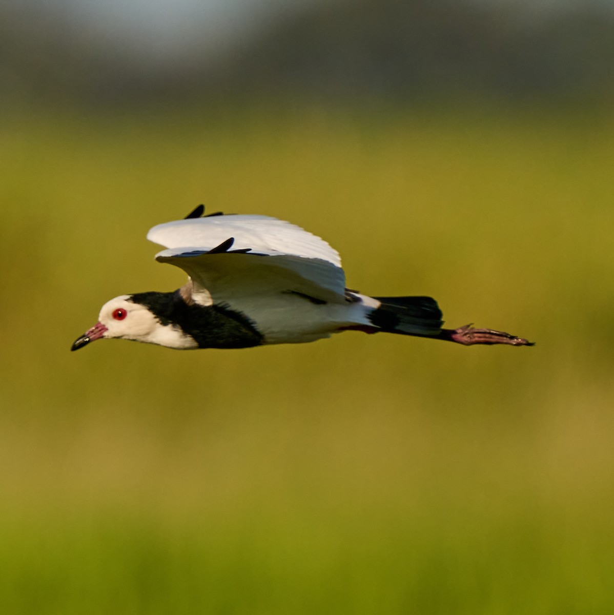 Long-toed Lapwing - ML616267910