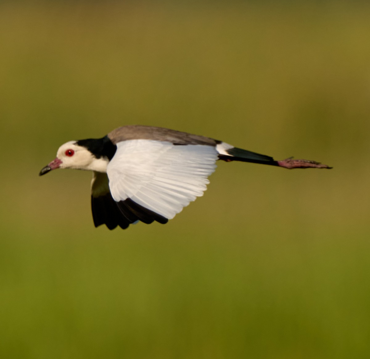 Long-toed Lapwing - Steven Cheong