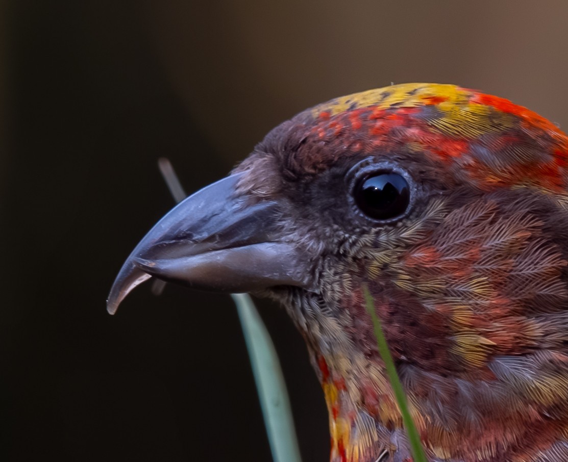 Red Crossbill - Asim Giri