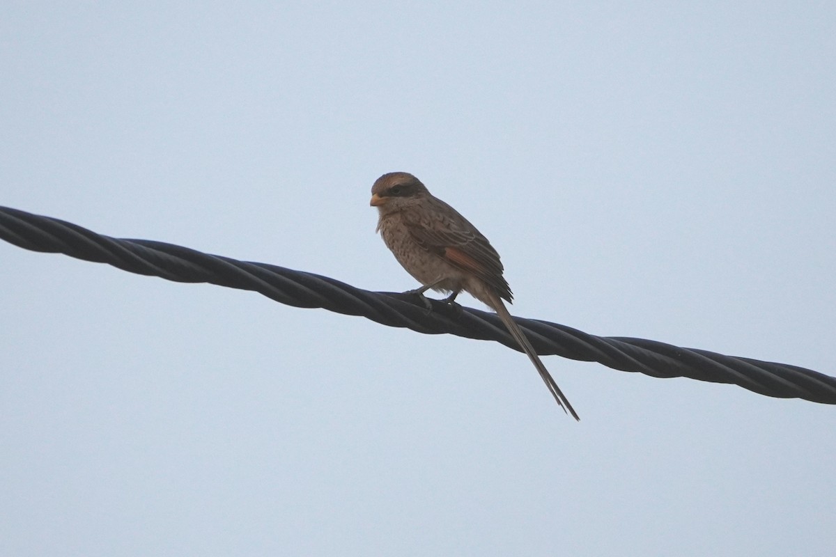 Yellow-billed Shrike - Ben Costamagna