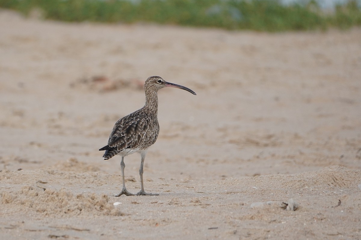 Whimbrel - Ben Costamagna