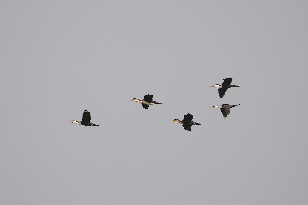 Great Cormorant - Ben Costamagna