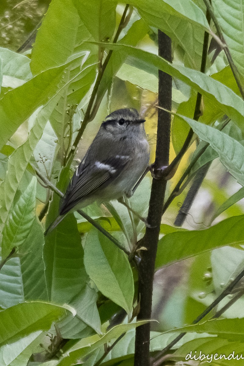 Lemon-rumped Warbler - ML616268120