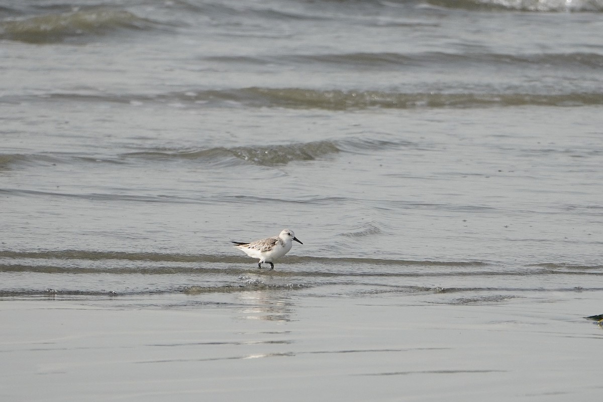 Sanderling - ML616268122