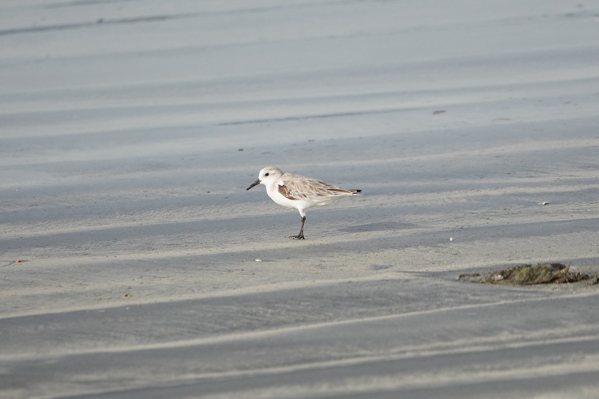 Sanderling - Ben Costamagna