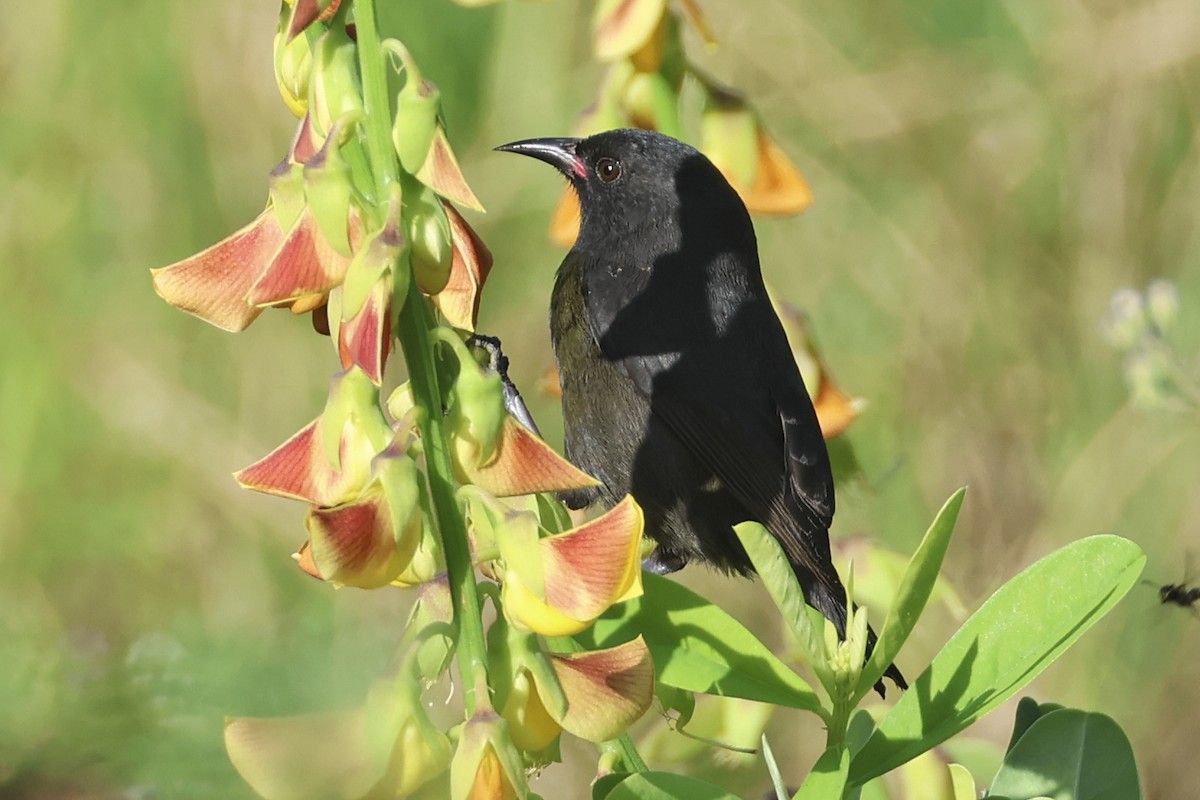 Bananaquit - ML616268138