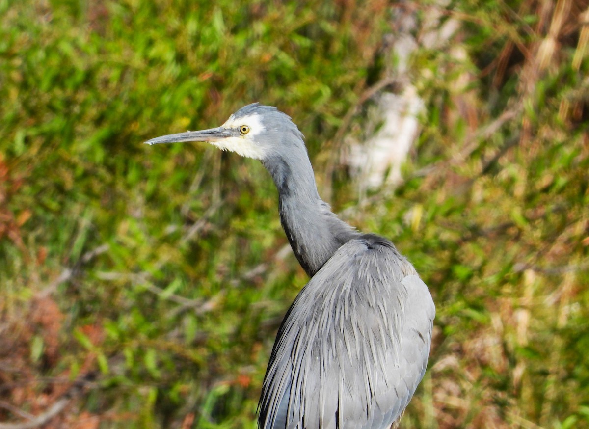 White-faced Heron - ML616268144