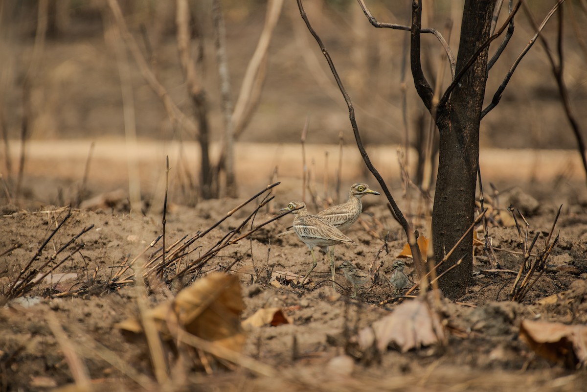 Indian Thick-knee - Nuttapong  Kongraphan