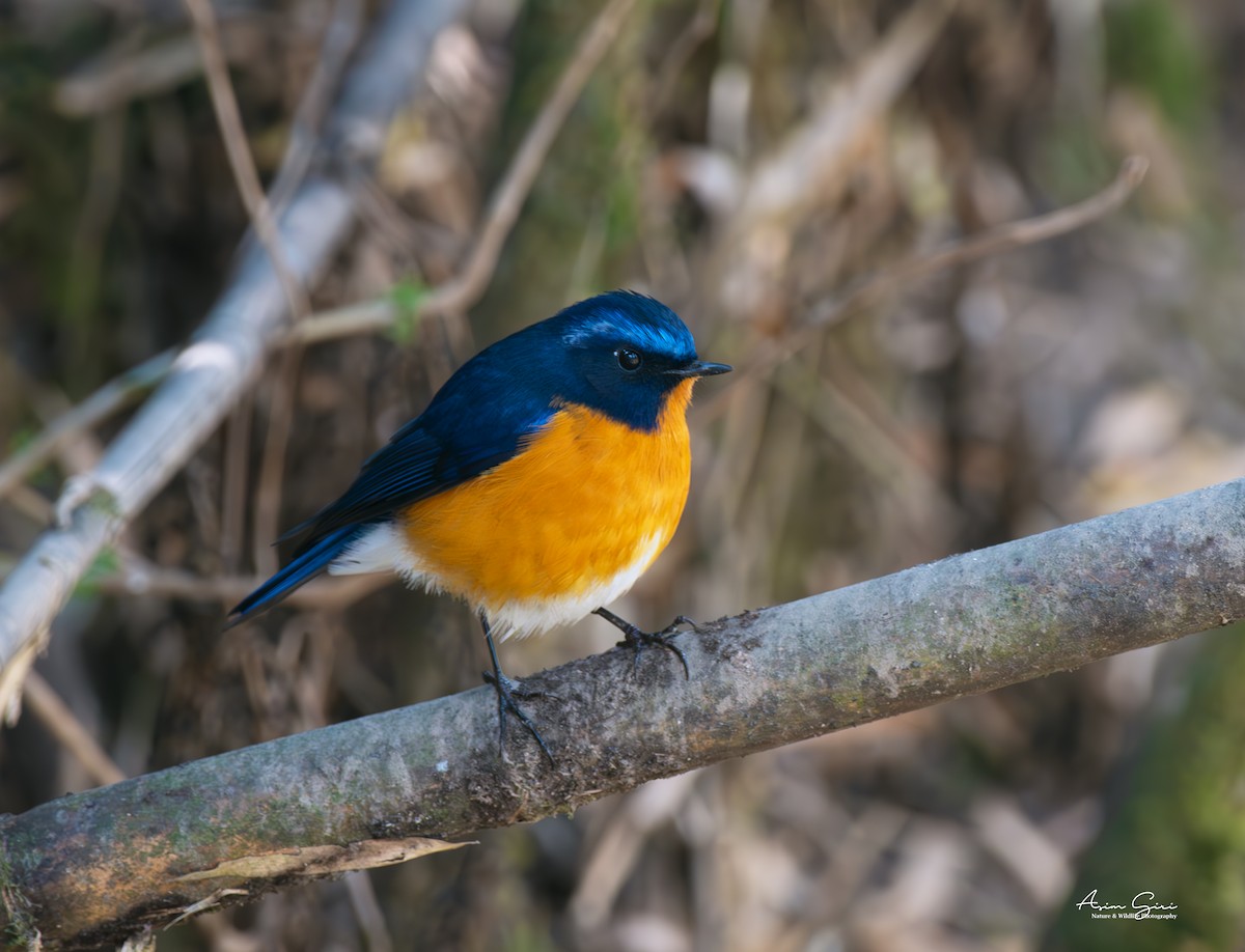 Rufous-breasted Bush-Robin - ML616268153
