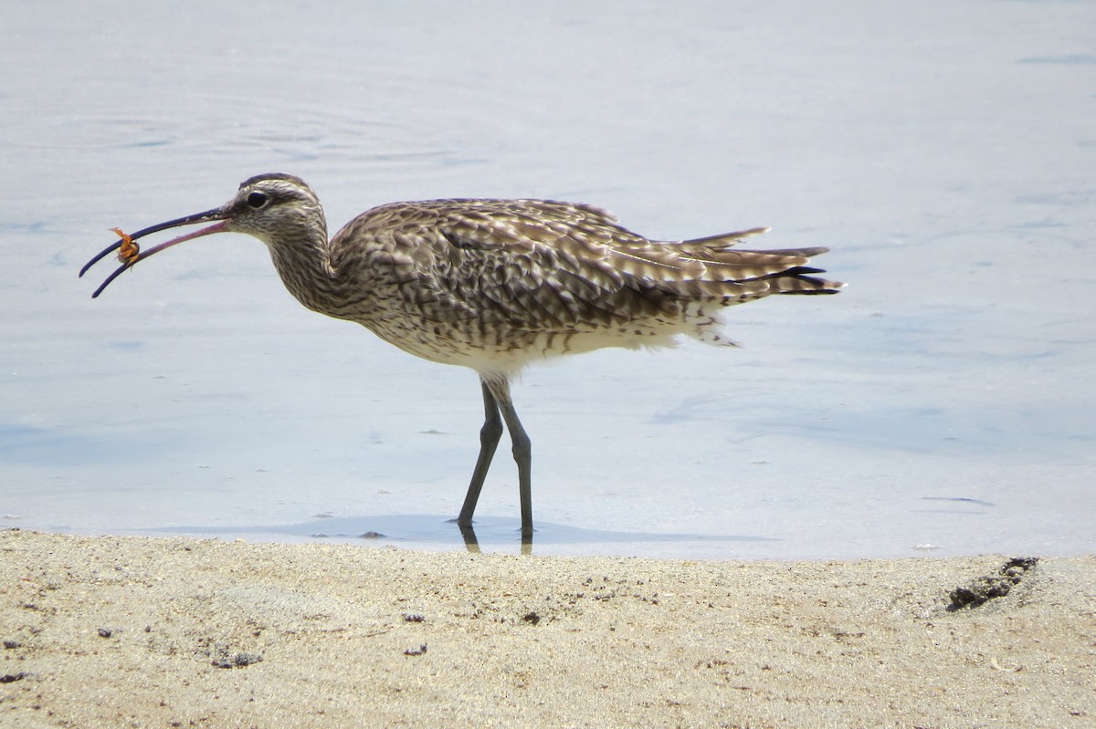 Whimbrel - ML616268194