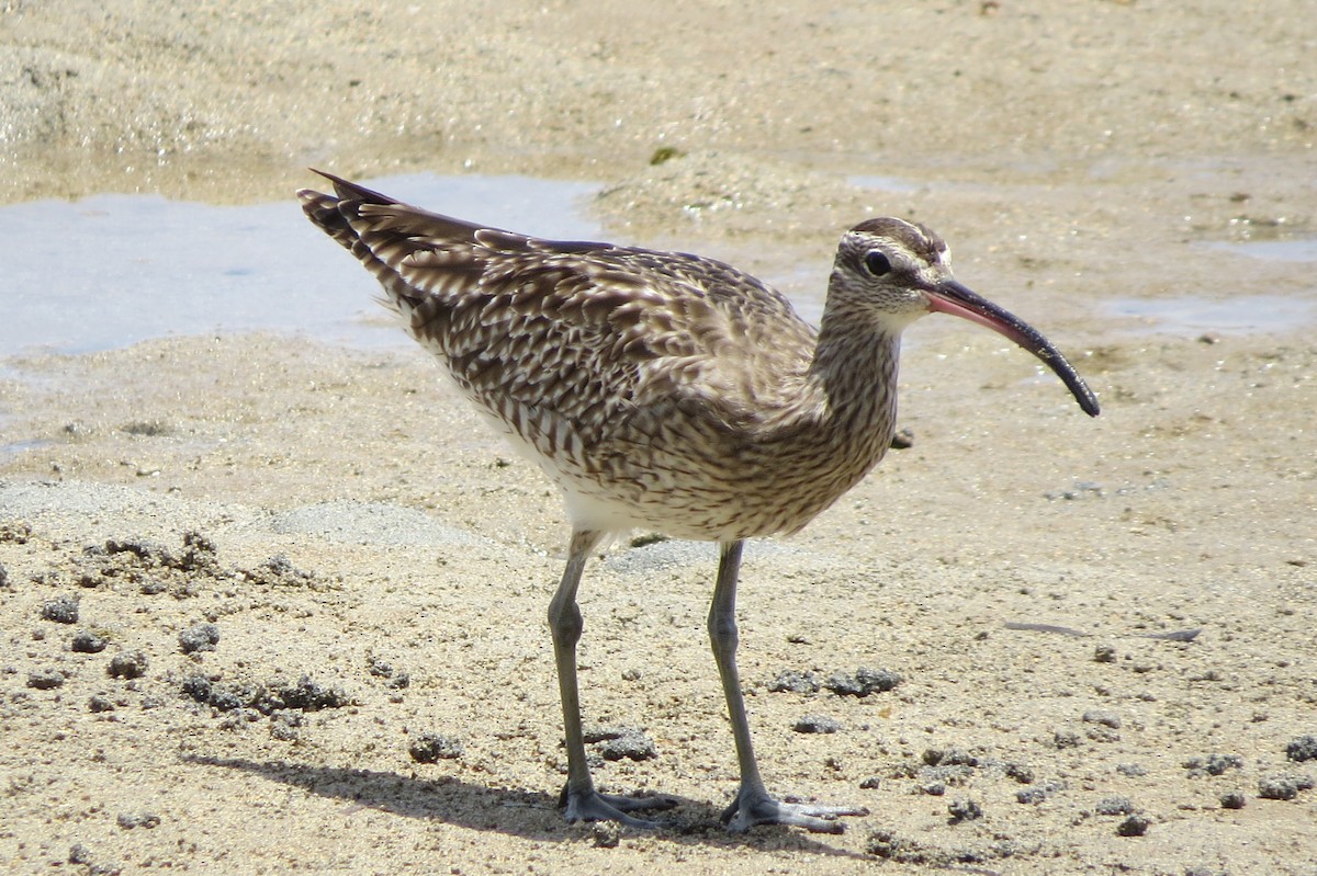 Whimbrel - ML616268196