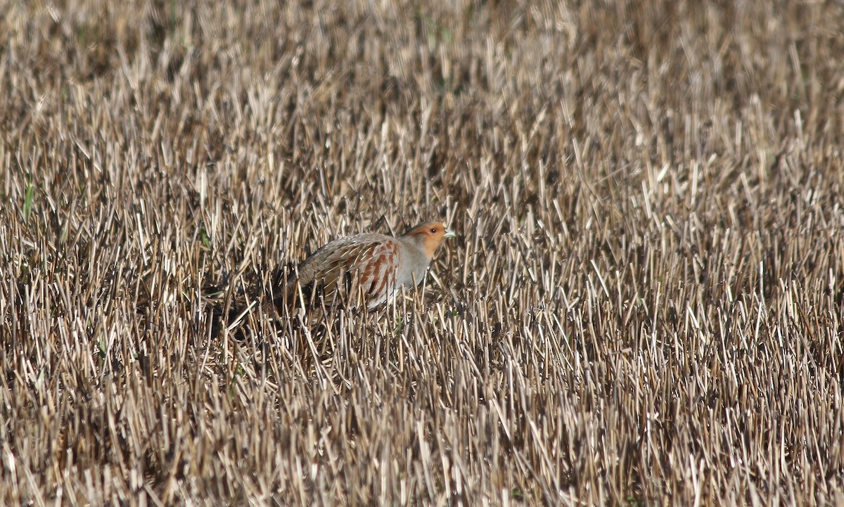 Gray Partridge - Holly Page