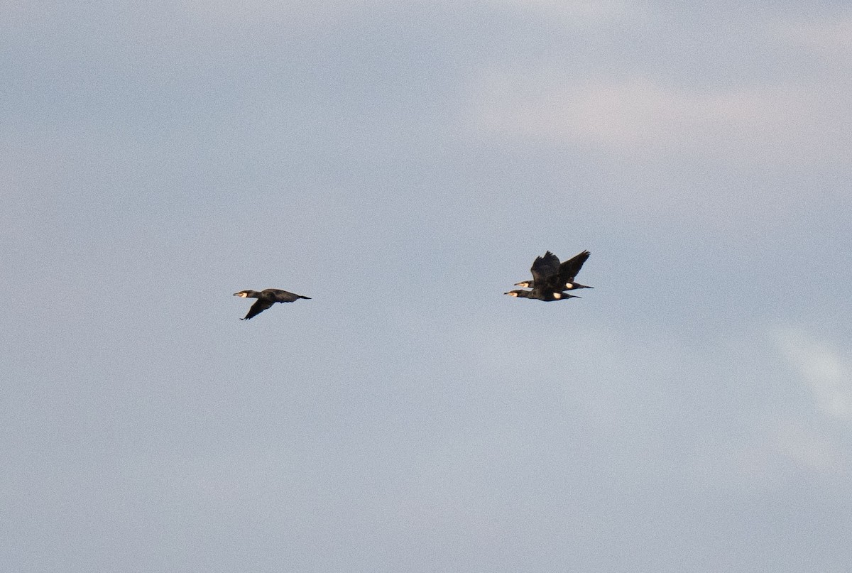 Тураг гогой - ML616268251