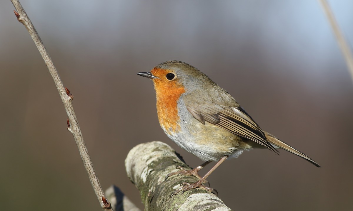European Robin - Holly Page