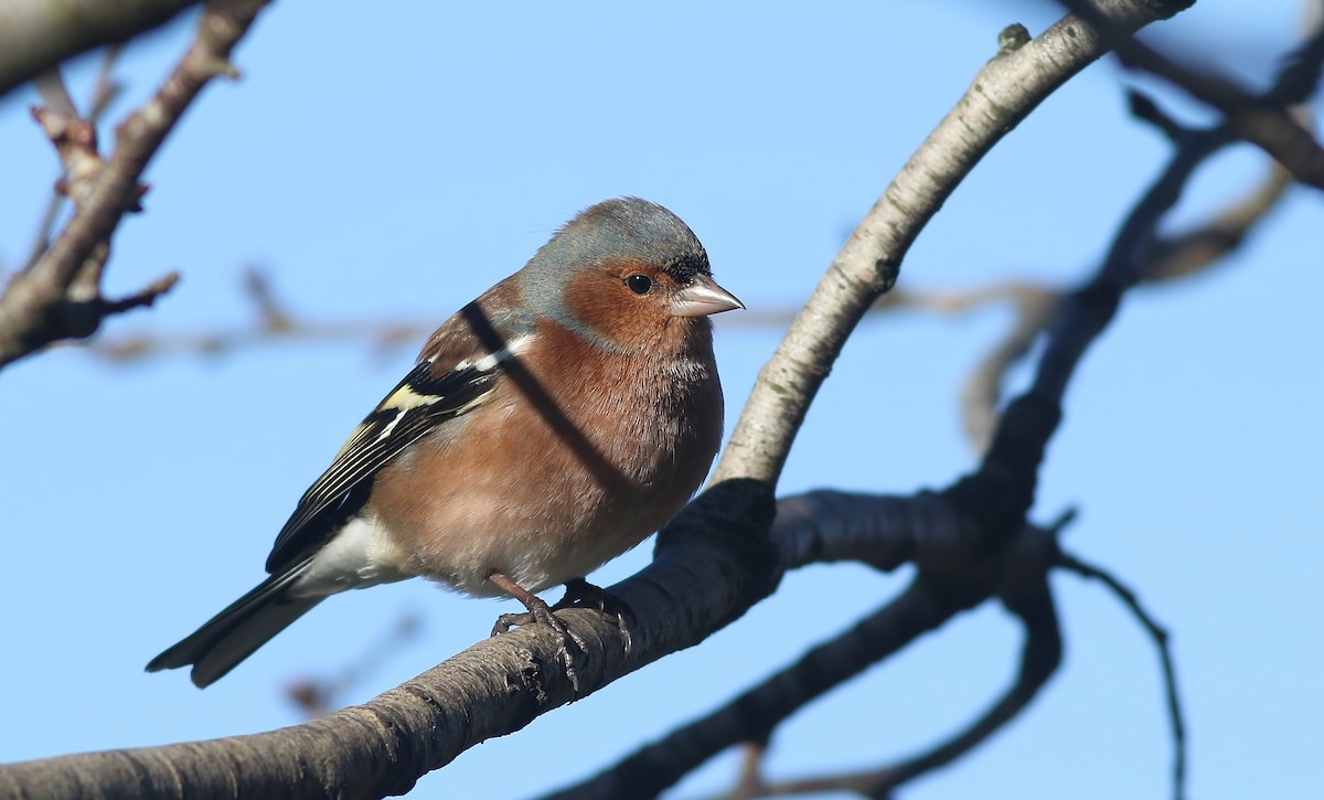 Common Chaffinch - Holly Page