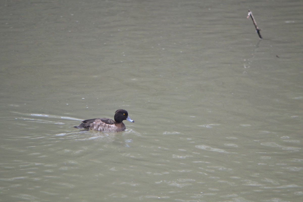 Tufted Duck - ML616268268