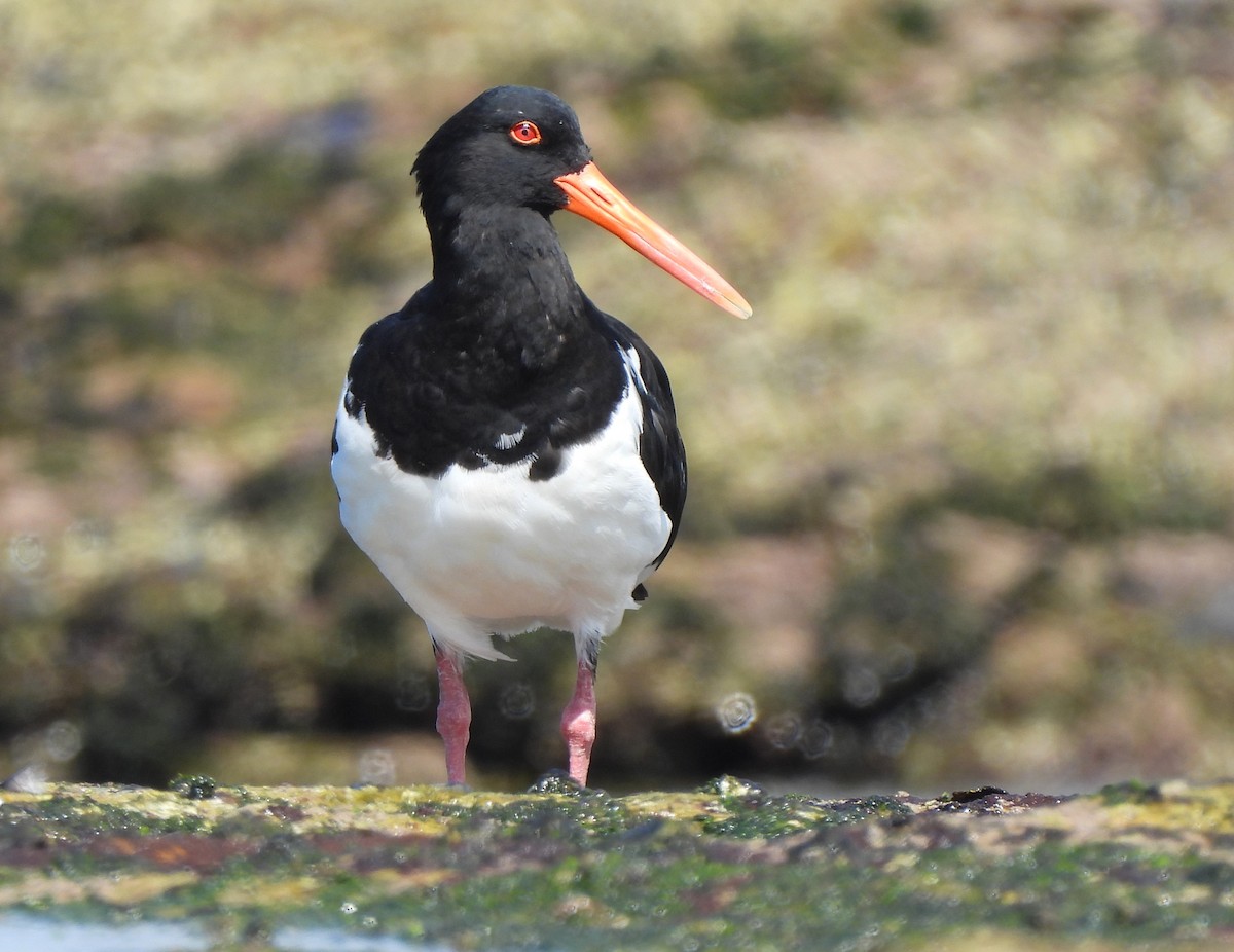 Pied Oystercatcher - ML616268269