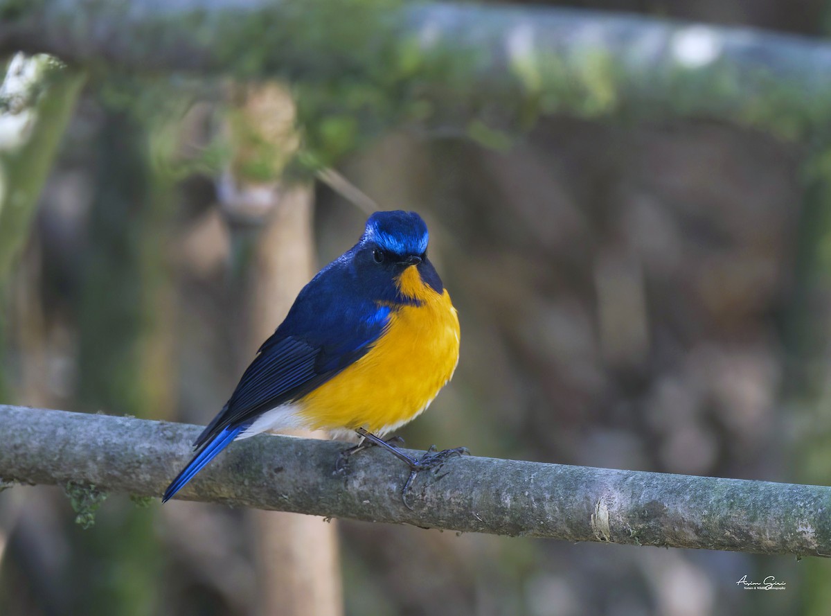 Rufous-breasted Bush-Robin - ML616268286