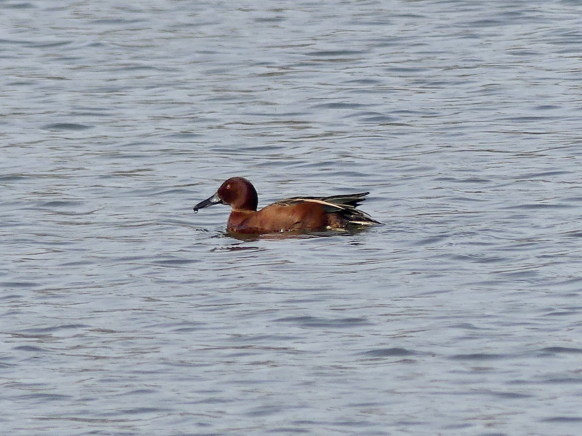 Cinnamon Teal - ML616268357