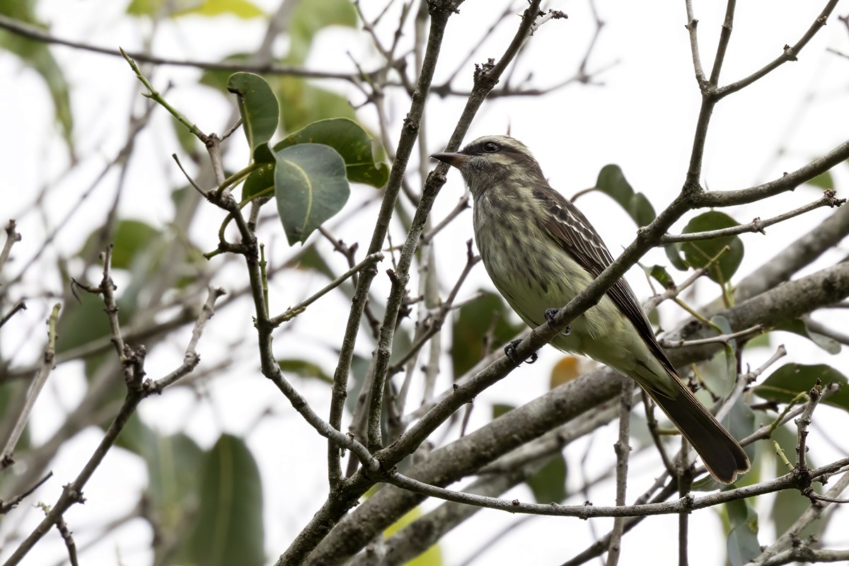 Variegated Flycatcher - ML616268387