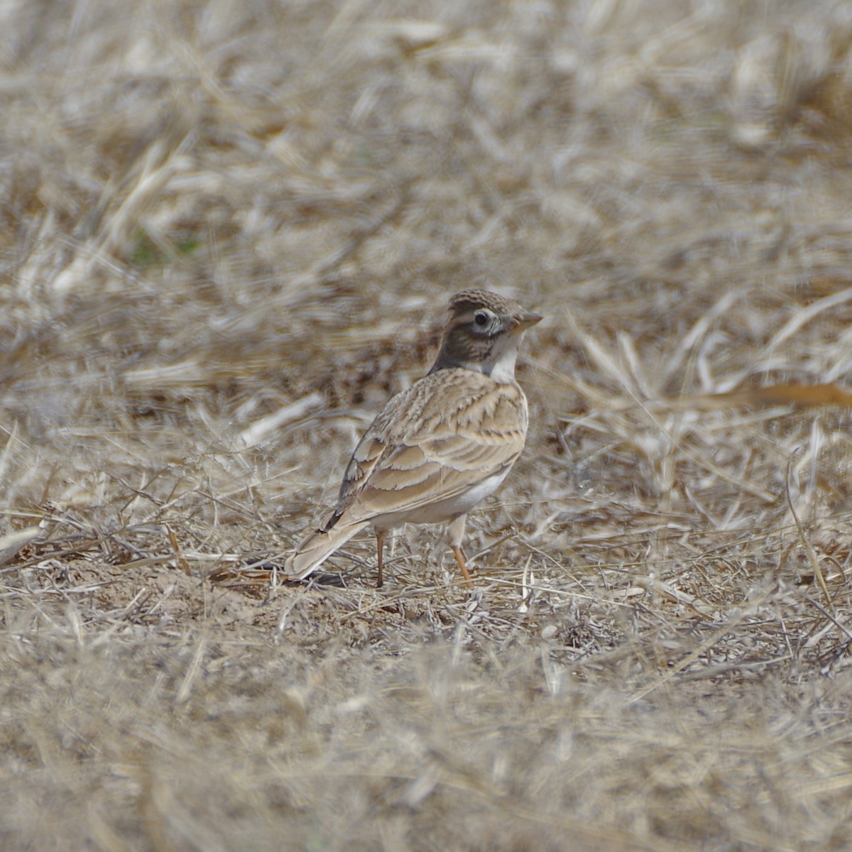 Asian Short-toed Lark - Ding Yuan