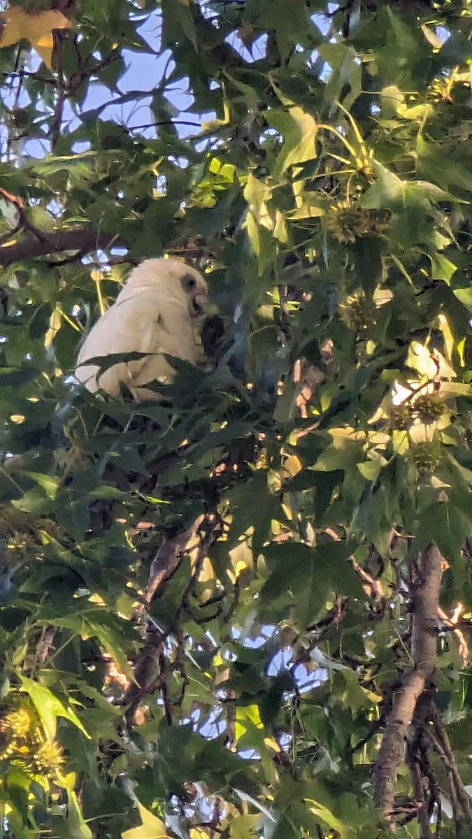 Little Corella - ML616268515