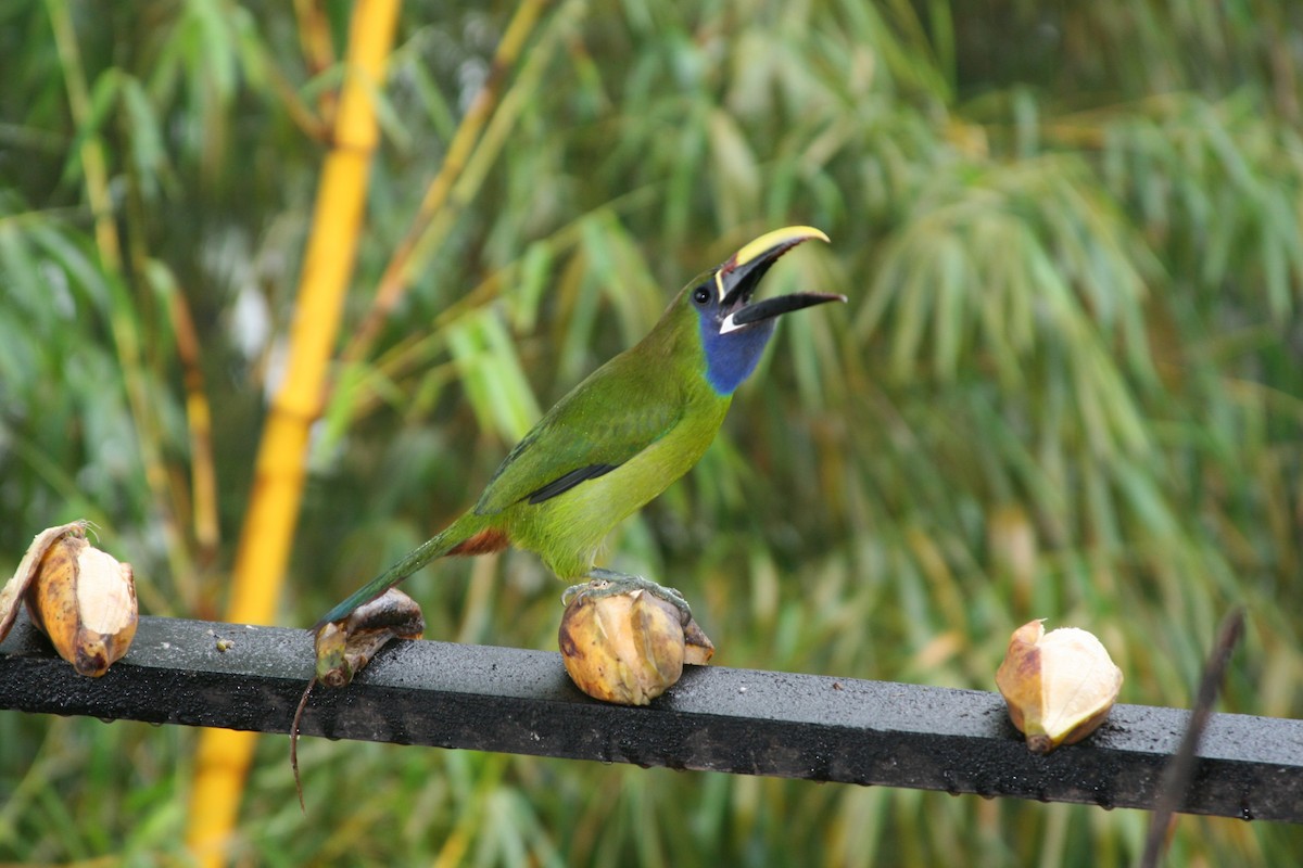 Northern Emerald-Toucanet - ML616268537
