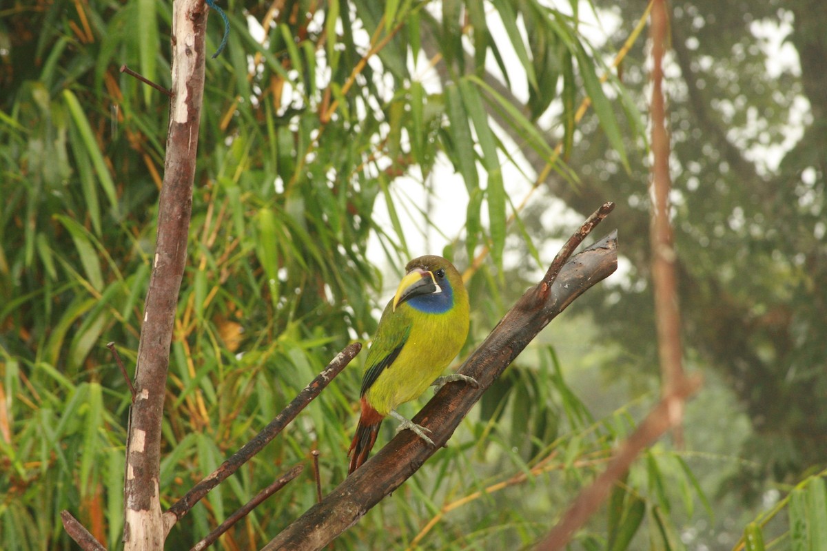 Northern Emerald-Toucanet - ML616268538