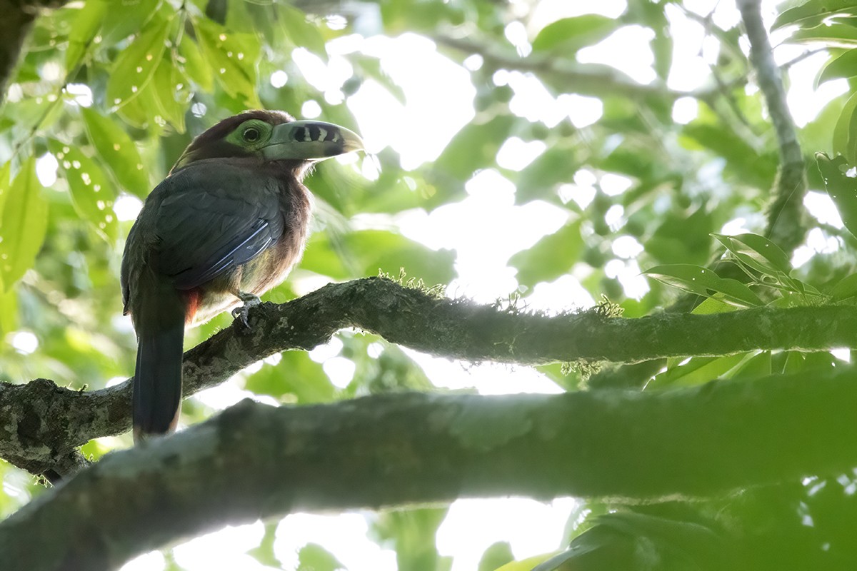 Spot-billed Toucanet - ML616268544