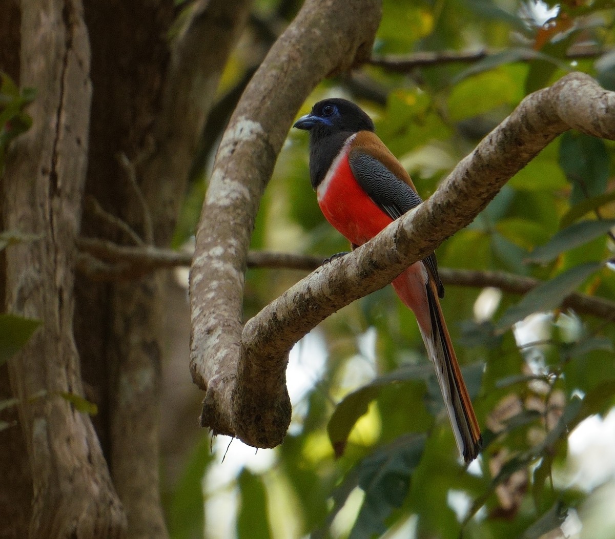 Malabar Trogon - Amit Bandekar